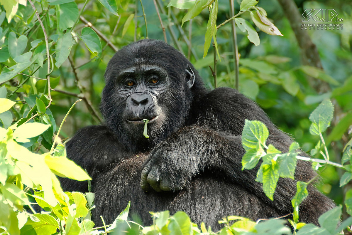 Bwindi - Gorilla - X-mas In centraal Afrika leven er nog ongeveer 700 berggorilla's, een bedreigde diersoort die in gevangenschap niet kan overleven. Wij hadden 'permits'voor één van de 4 gorilla families in het Bwindi nationaal park. <br />
De Nkuringo familie bestaat uit 18 gorilla's waarvan 2 zilverruggen. Berggorilla's verplaatsen zich dagelijks maximum 1 kilometer. Na slechts een uur stappen hadden de rangers de gorilla's al gevonden. De rangers hakken zich een weg door het dichtbegroeide woud en al snel zien we enkele nesten waarin nog een gorilla zit. De eerste gorilla die we van zeer dichtbij kunnen bewonderen is het jonge vrouwtje X-mas. Stefan Cruysberghs